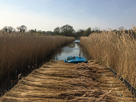Bundles of reed being transported in a boat