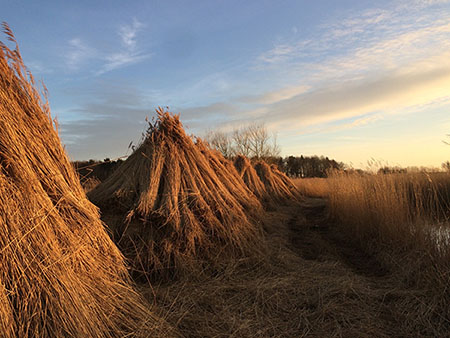 Stacks of reed